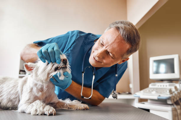 Best Holiday Emergency Dentist in Sewaren, NJ